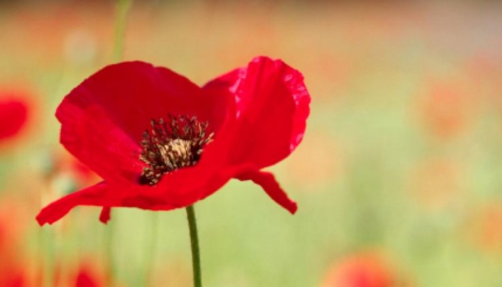 remembrance-day-aus